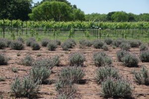 lavender-and-vineyard-jpg