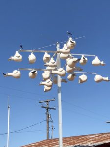 purple-martin-treasure-condos-at-trade-days-jpg