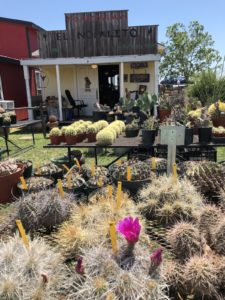 Cacti-treasure-at-trade-days-jpg