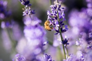 bee-pollinating-lavender-jpg